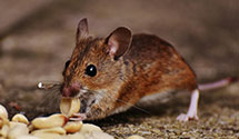 24 Hour & Emergency Exterminators in Rocky Ridge, MD